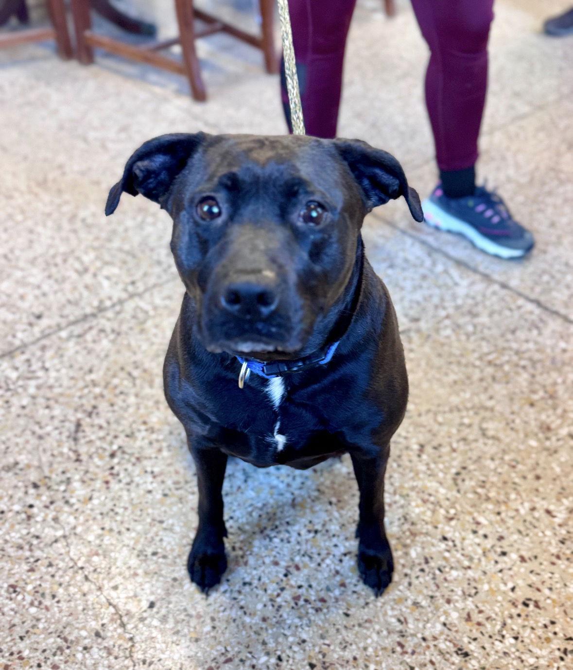 Enlarge Tina Lu, a Adoptable Labrador Retriever in Williamsburg, IA image 2/2