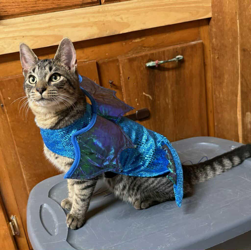 Enlarge Travis, a Adoptable Domestic Short Hair in Little Falls, NY image 1/3