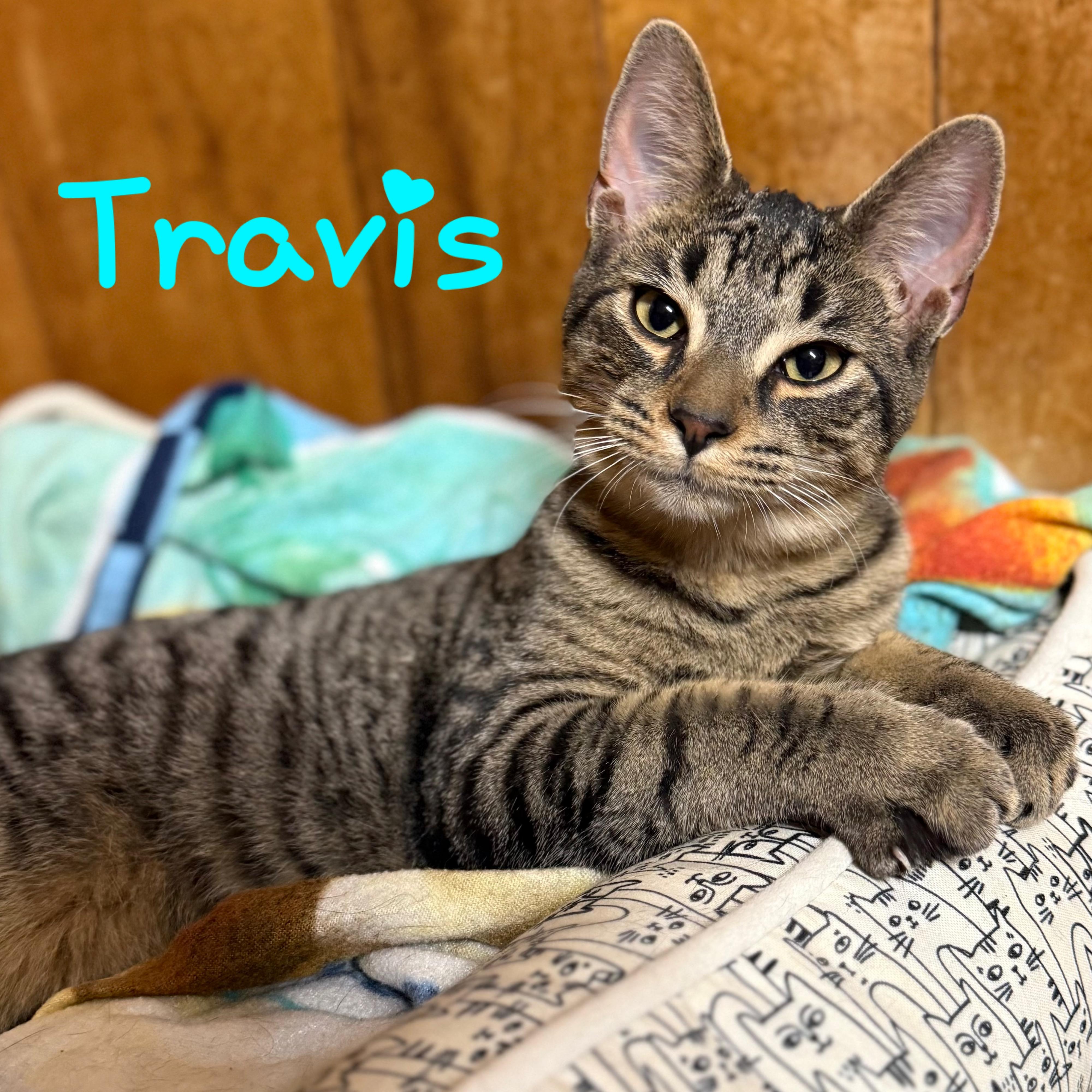 2025-016 Travis, adoptable, Adult Male Domestic Short Hair.