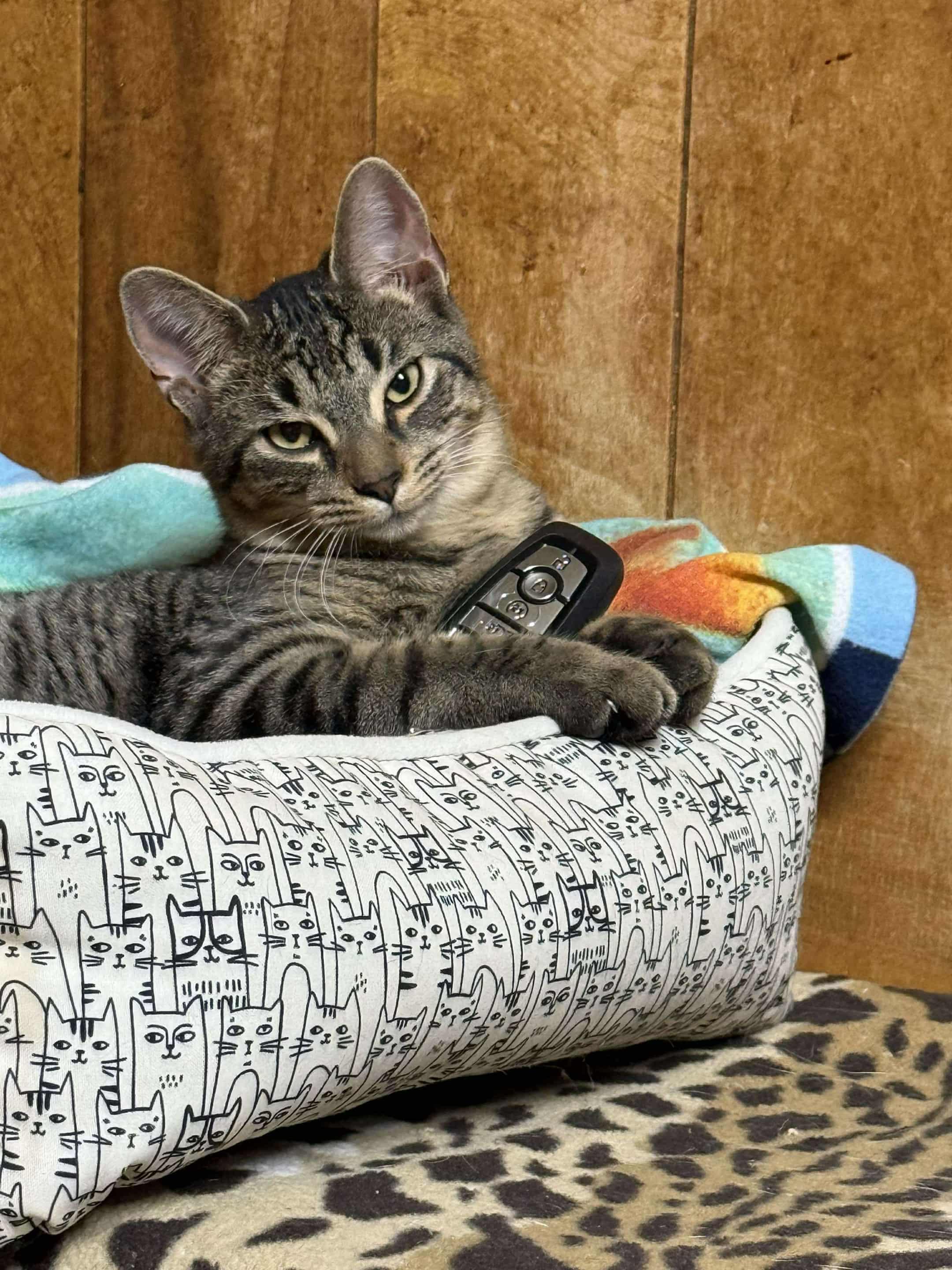 Travis, adopted, Young Male Domestic Short Hair.