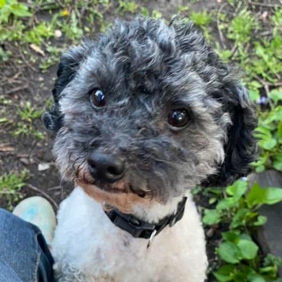 Teddy, Adoptable, Senior Male Poodle & Maltese.