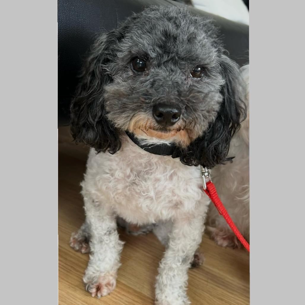 Enlarge Teddy, a Adoptable mixed breed in Saint Cloud, MN image 2/4