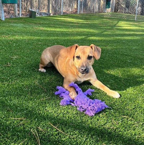 Lavender, a Adoptable mixed breed in Salisbury, NC image 4/4