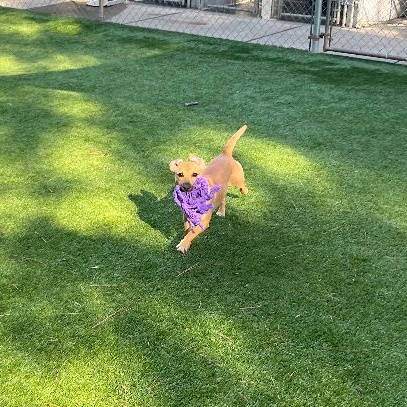 Lavender, a Adoptable mixed breed in Salisbury, NC image 3/4