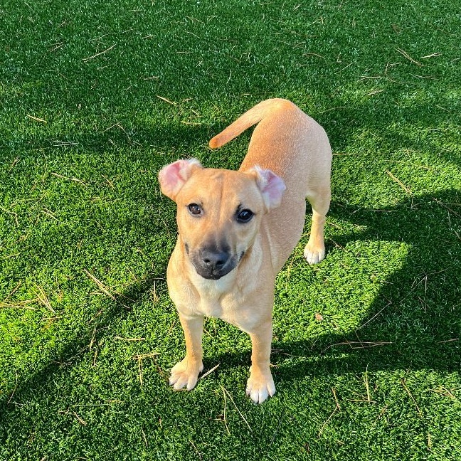 Lavender, a Adoptable mixed breed in Salisbury, NC image 1/4