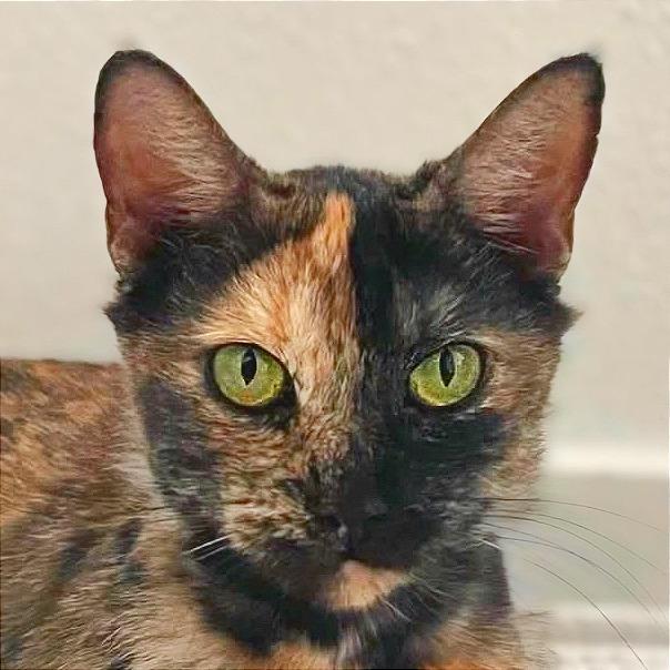 Enlarge Lucy, a Adoptable Domestic Short Hair in Tampa, FL image 1/6