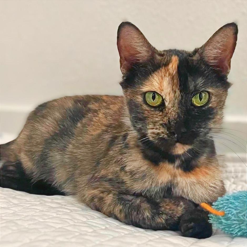 Enlarge Lucy, a Adoptable Domestic Short Hair in Tampa, FL image 2/6