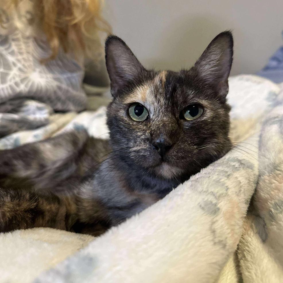 Lucy, a Adoptable Domestic Short Hair in Tampa, FL image 1/3