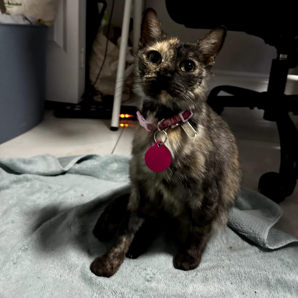 Lucy, a Adoptable Domestic Short Hair in Tampa, FL image 2/3