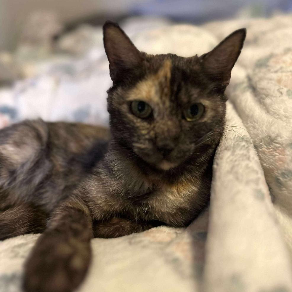 Lucy, a Adoptable Domestic Short Hair in Tampa, FL image 3/3