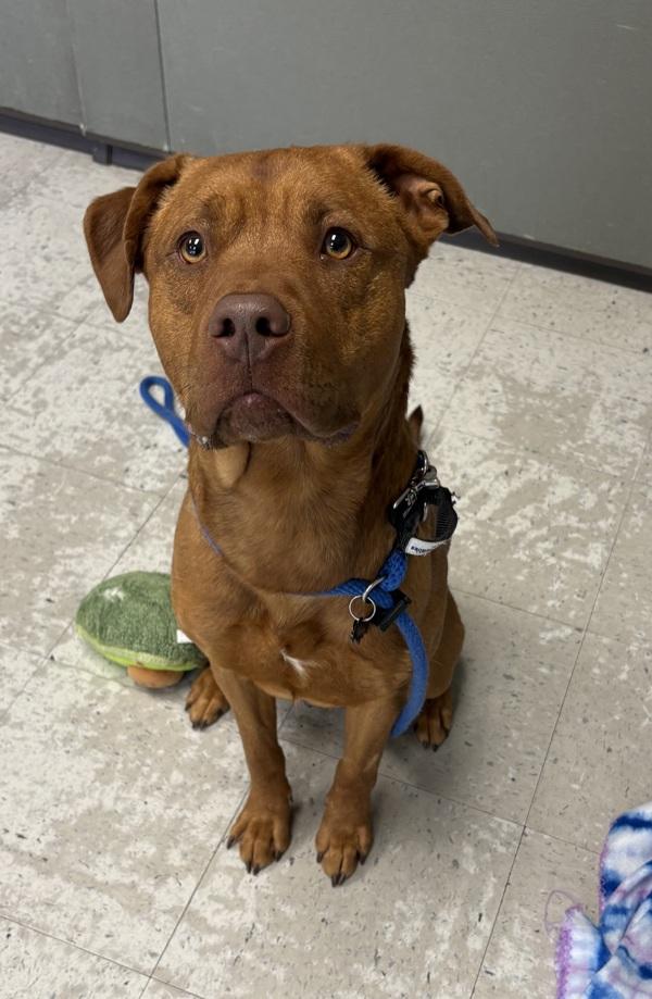 Enlarge *Clifford*, a Adoptable mixed breed in Salt Lake City, UT image 1/1