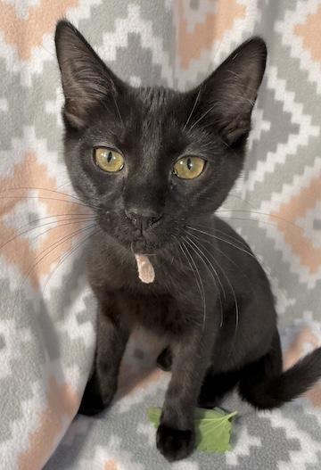 Enlarge McDouble, a Adoptable Domestic Short Hair in Minneapolis, MN image 1/3