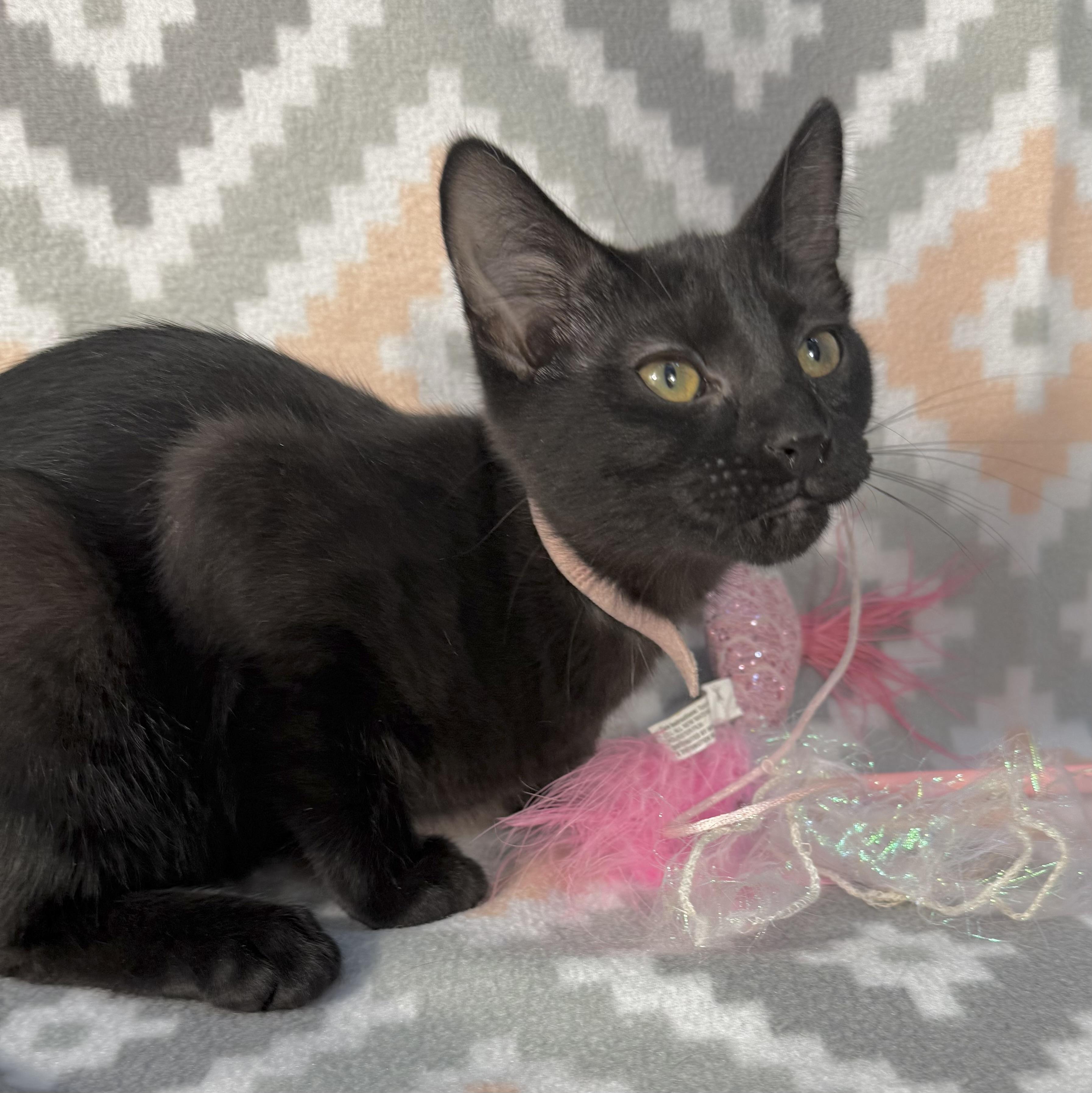 Enlarge McDouble, a Adoptable Domestic Short Hair in Minneapolis, MN image 3/3