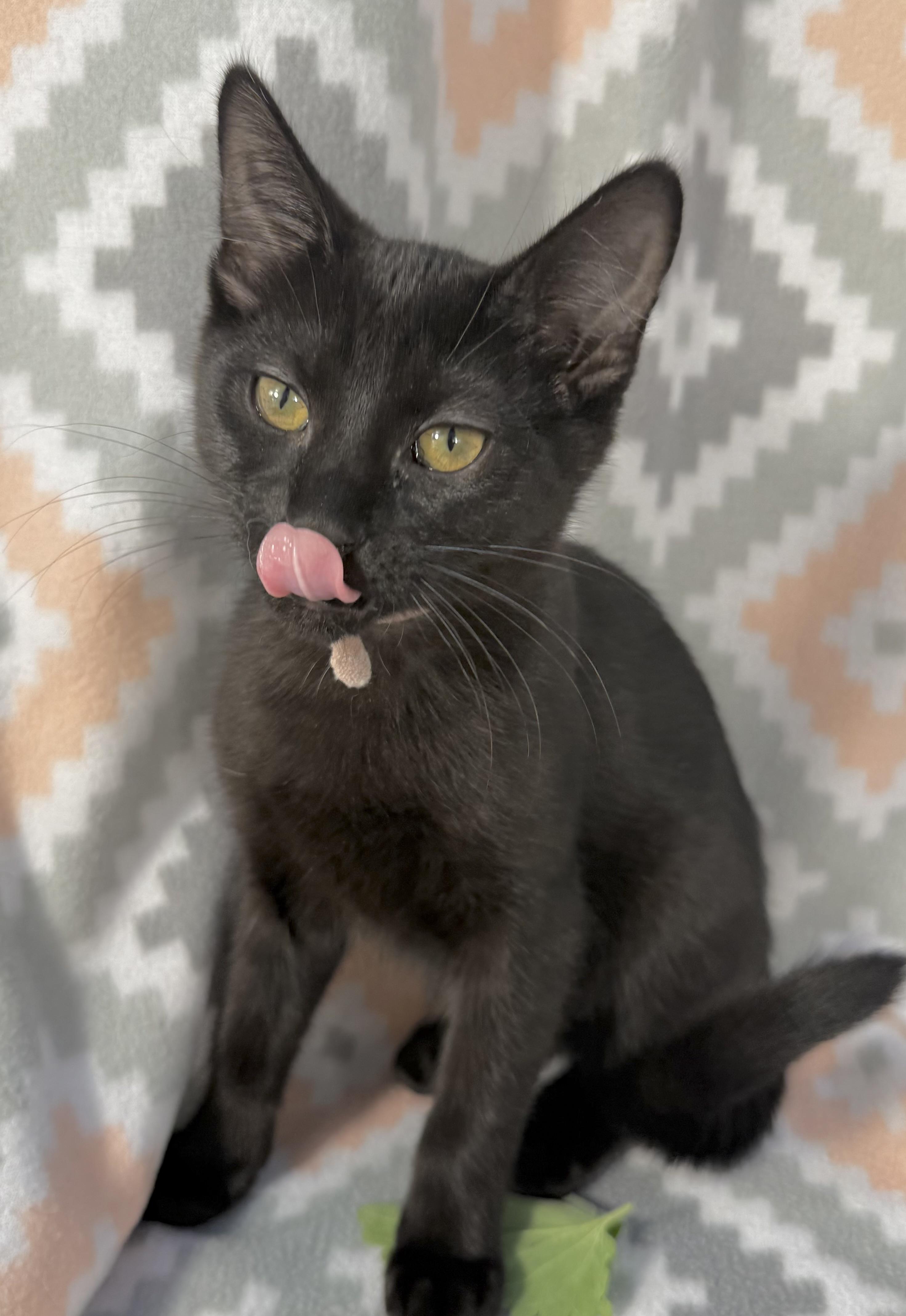 Enlarge McDouble, a Adoptable Domestic Short Hair in Minneapolis, MN image 2/3