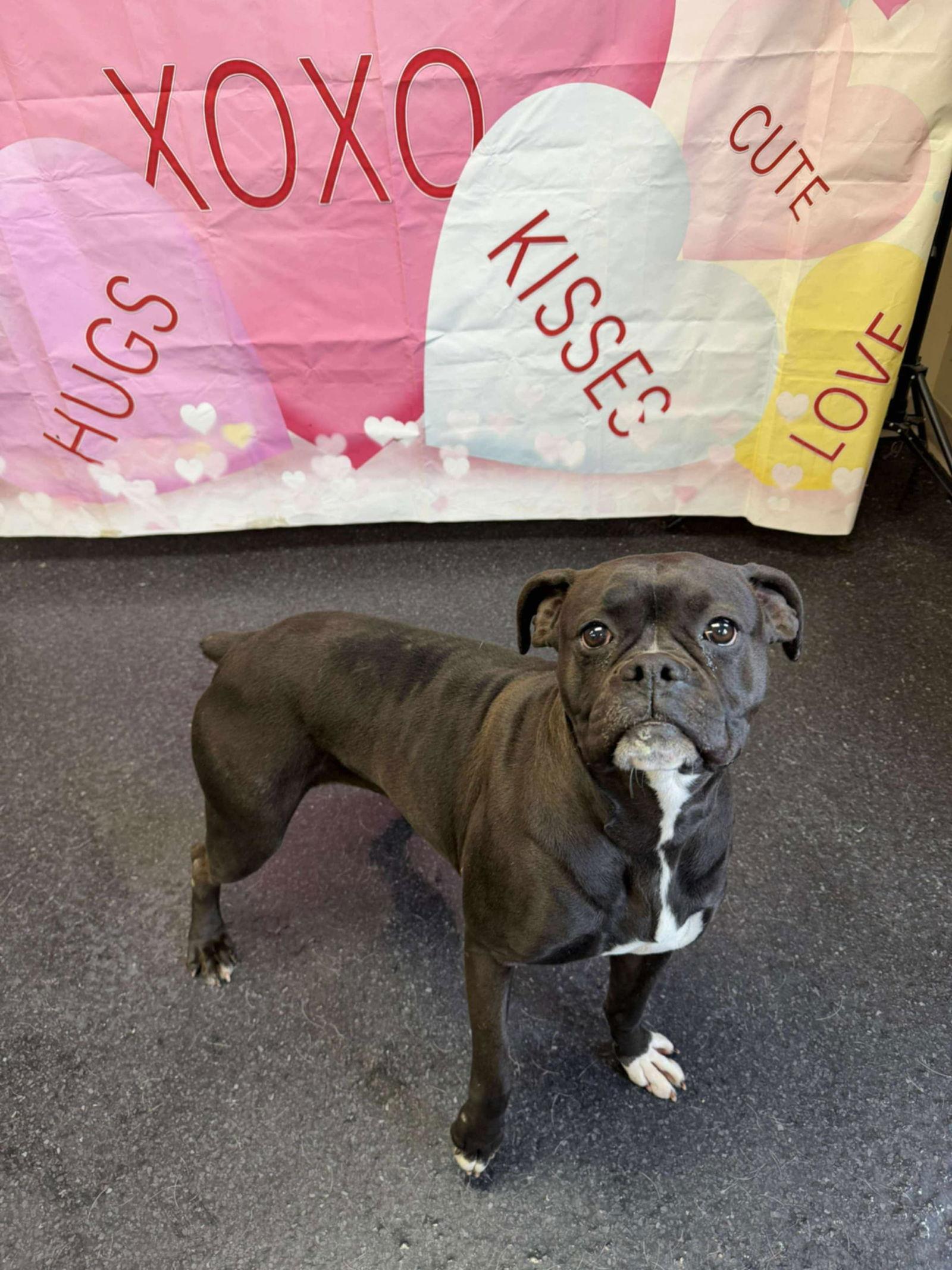 Raven, Adoptable, Young Female Boxer.