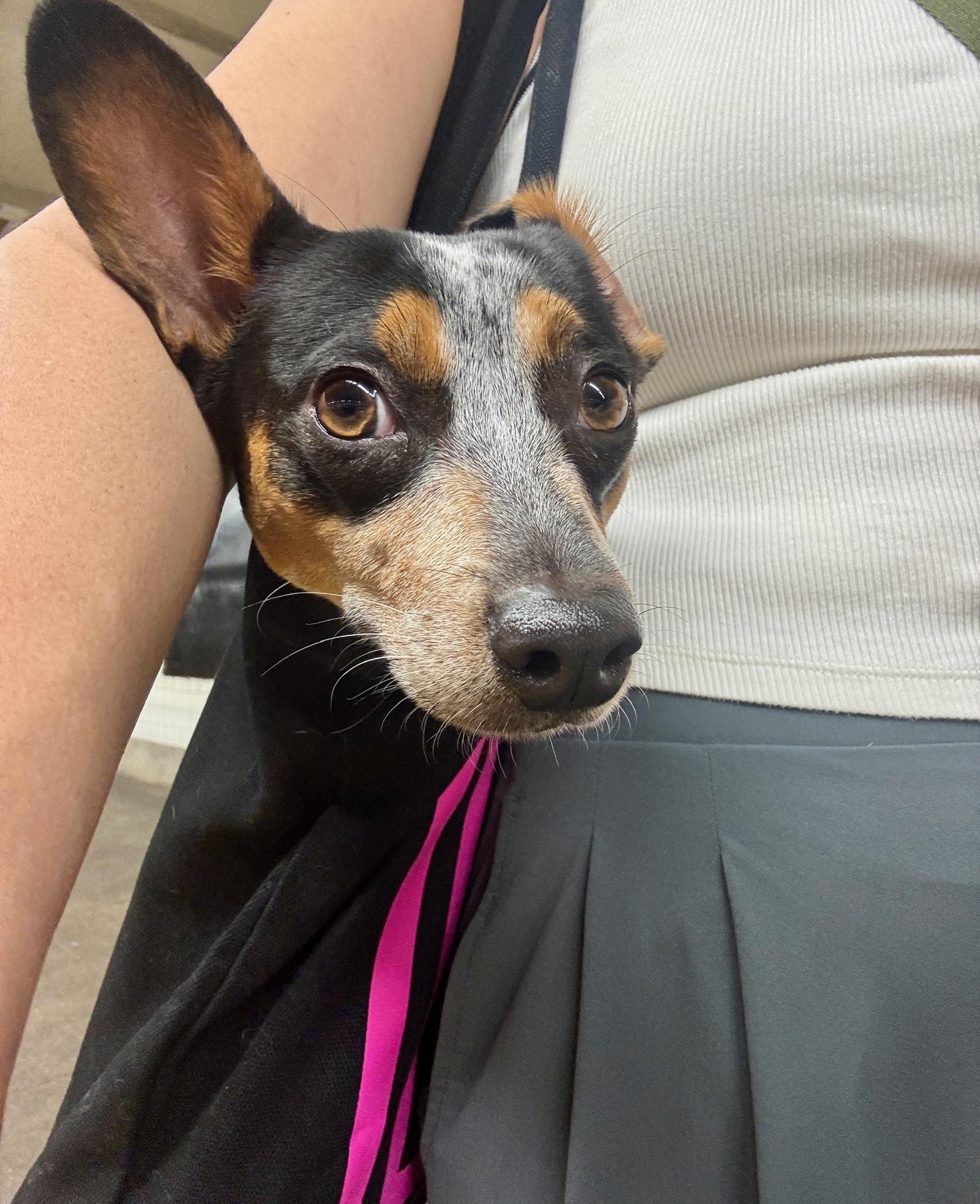 Gracie, an adopted mixed breed in Brooklyn, NY image 2/6