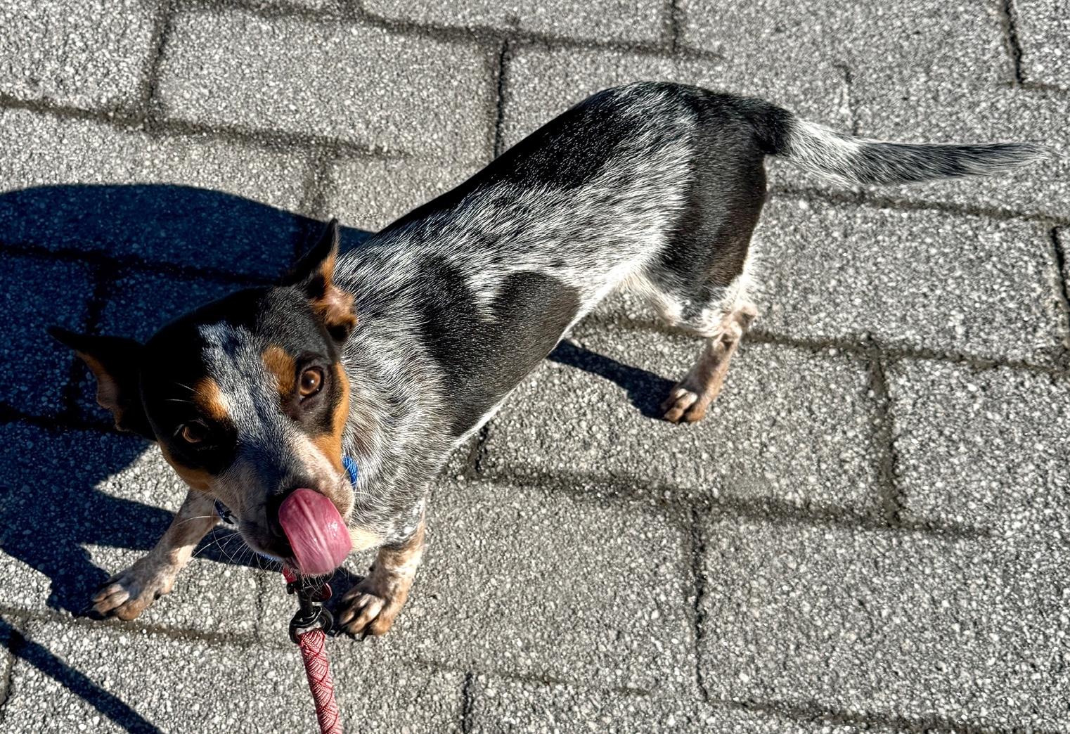 Gracie, an adopted mixed breed in Brooklyn, NY image 3/6