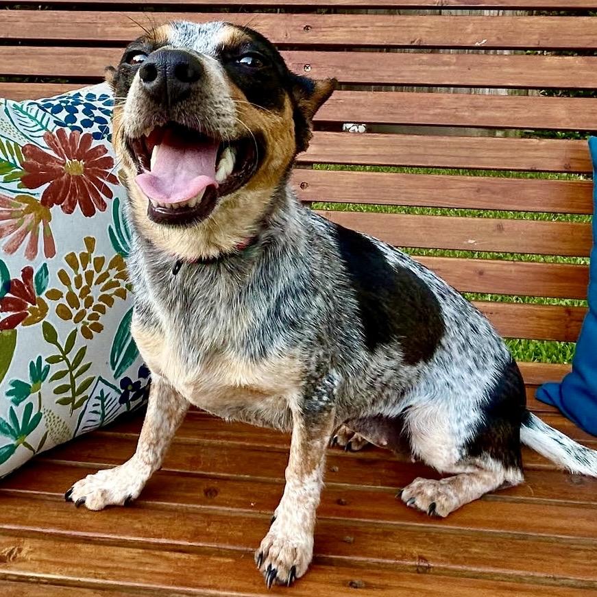 Gracie, adopted, Young Female Chihuahua & Australian Cattle Dog / Blue Heeler.