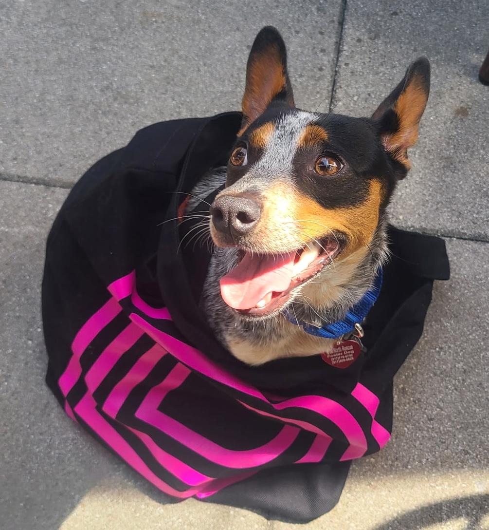 Gracie, an adopted mixed breed in Brooklyn, NY image 5/6