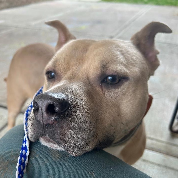 Mikey, a Adoptable mixed breed in Lambertville, NJ image 3/6