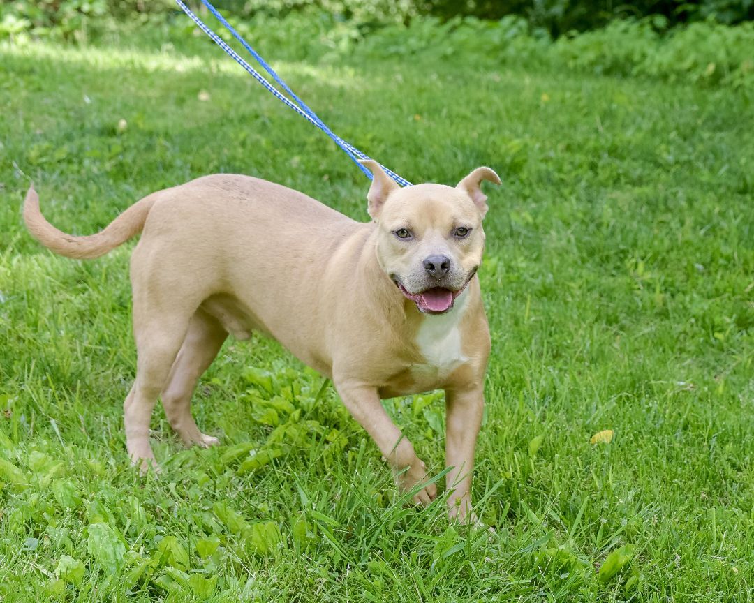 Mikey, a Adoptable mixed breed in Lambertville, NJ image 5/6
