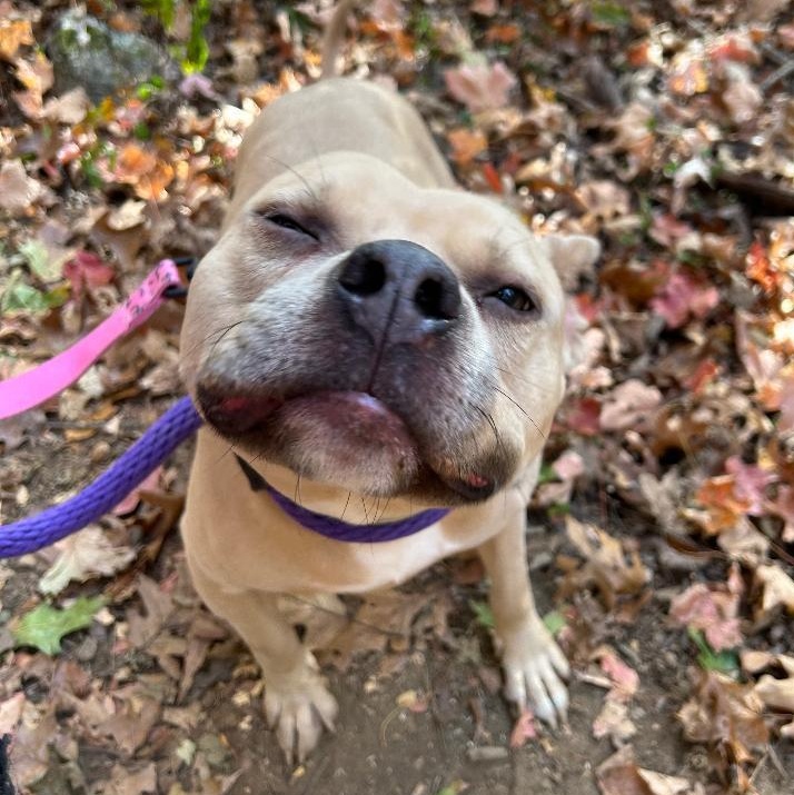 Mikey, an adoptable Hound, Terrier in Lambertville, NJ, 08530 | Photo Image 2