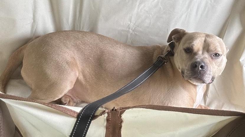 Mikey, an adoptable Hound, Terrier in Lambertville, NJ, 08530 | Photo Image 4