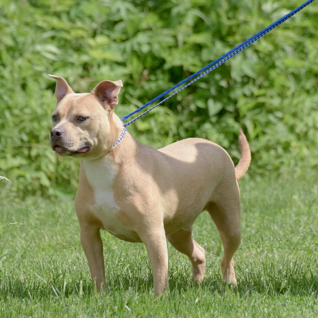 Mikey, an adoptable Hound, Terrier in Lambertville, NJ, 08530 | Photo Image 6