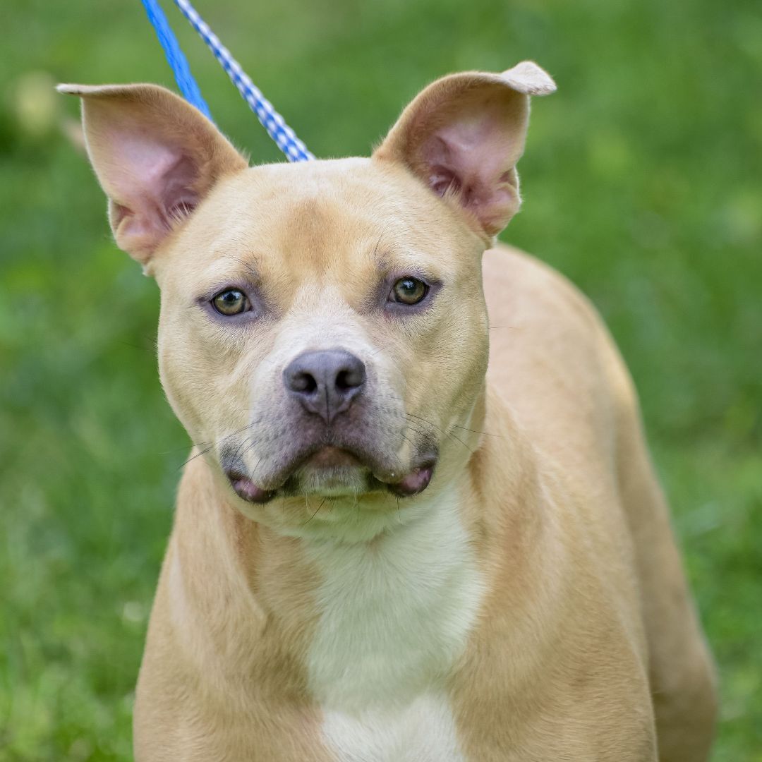 Mikey, a Adoptable mixed breed in Lambertville, NJ image 1/6