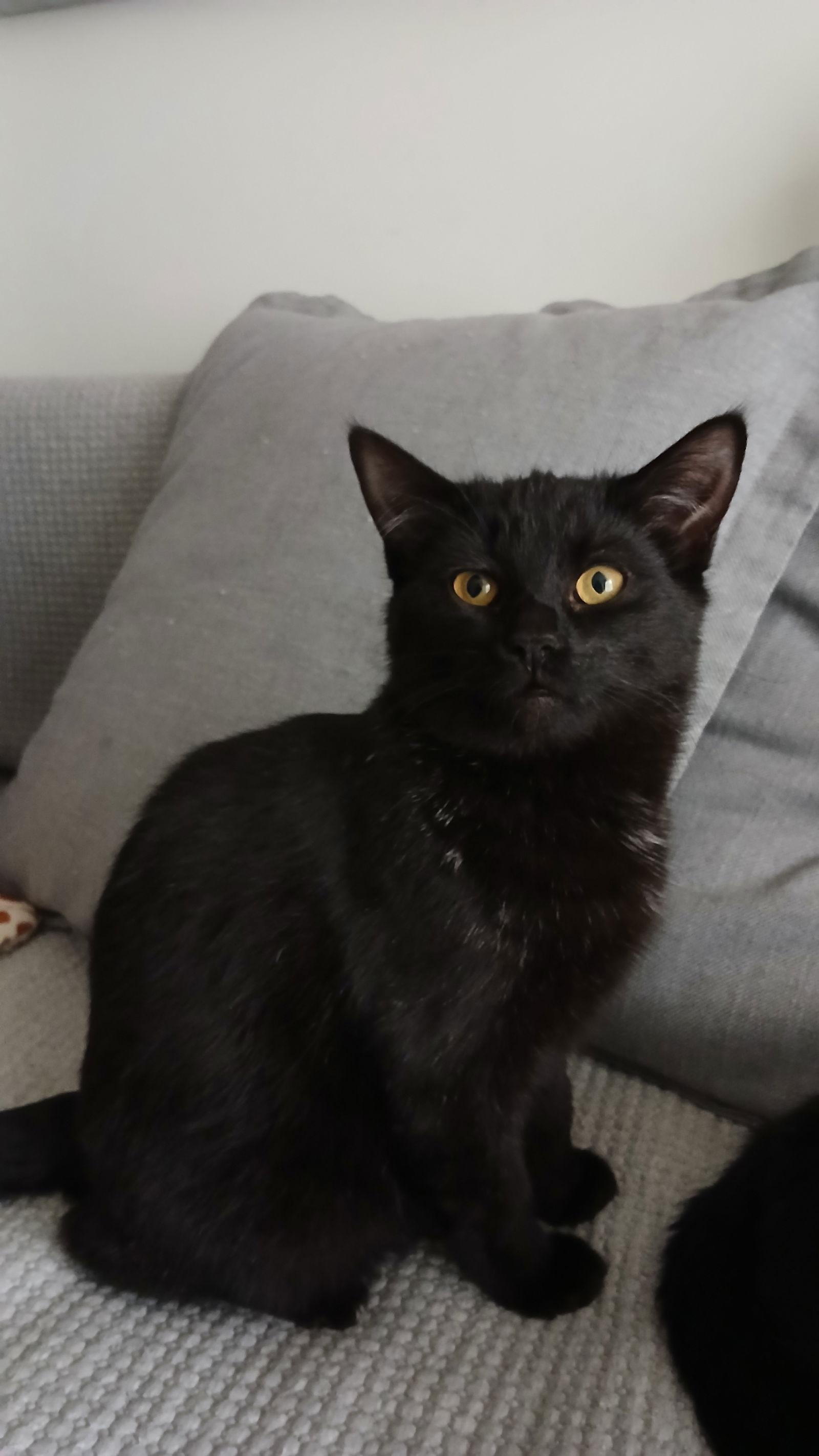 Enlarge Soya, a Adopted Domestic Short Hair in Montreal, QC image 1/3