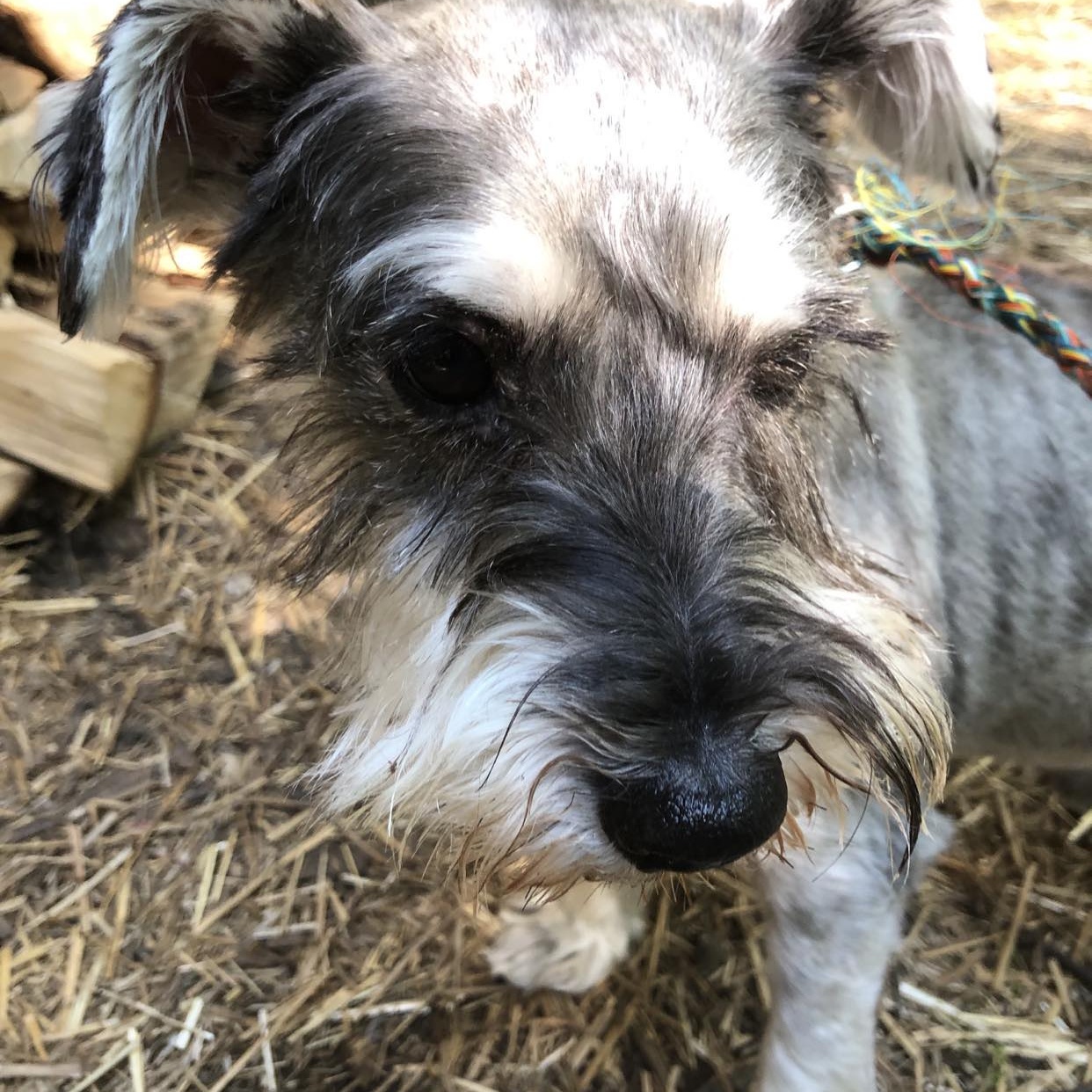 Enlarge Buddy: Needs sponsors!, a Adoptable Miniature Schnauzer in Homer Glen, IL image 2/4
