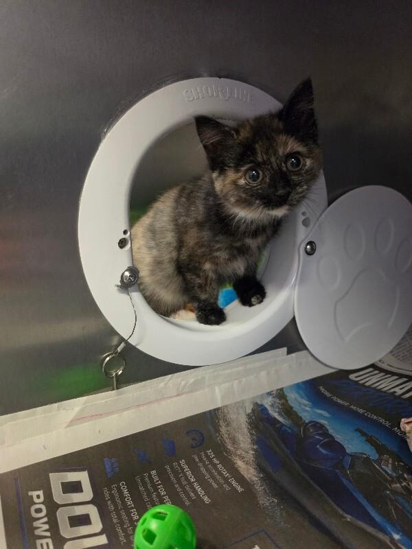 Enlarge Veronica, a Adoptable Domestic Short Hair in Cortland, NY image 1/3