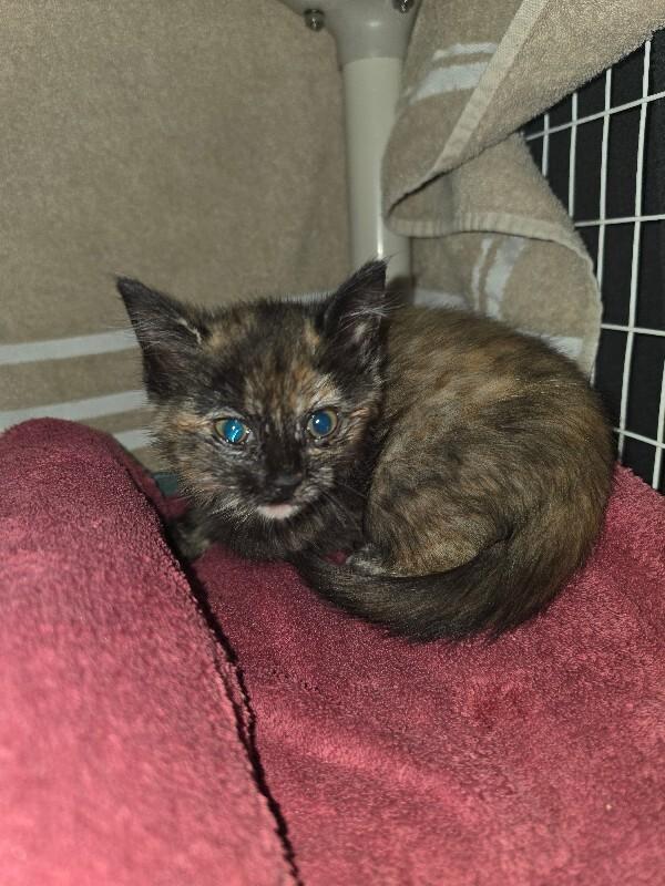 Enlarge Veronica, a Adoptable Domestic Short Hair in Cortland, NY image 2/3