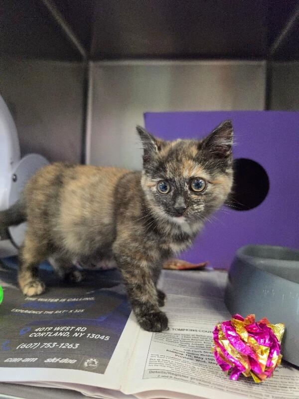 Enlarge Veronica, a Adoptable Domestic Short Hair in Cortland, NY image 3/3