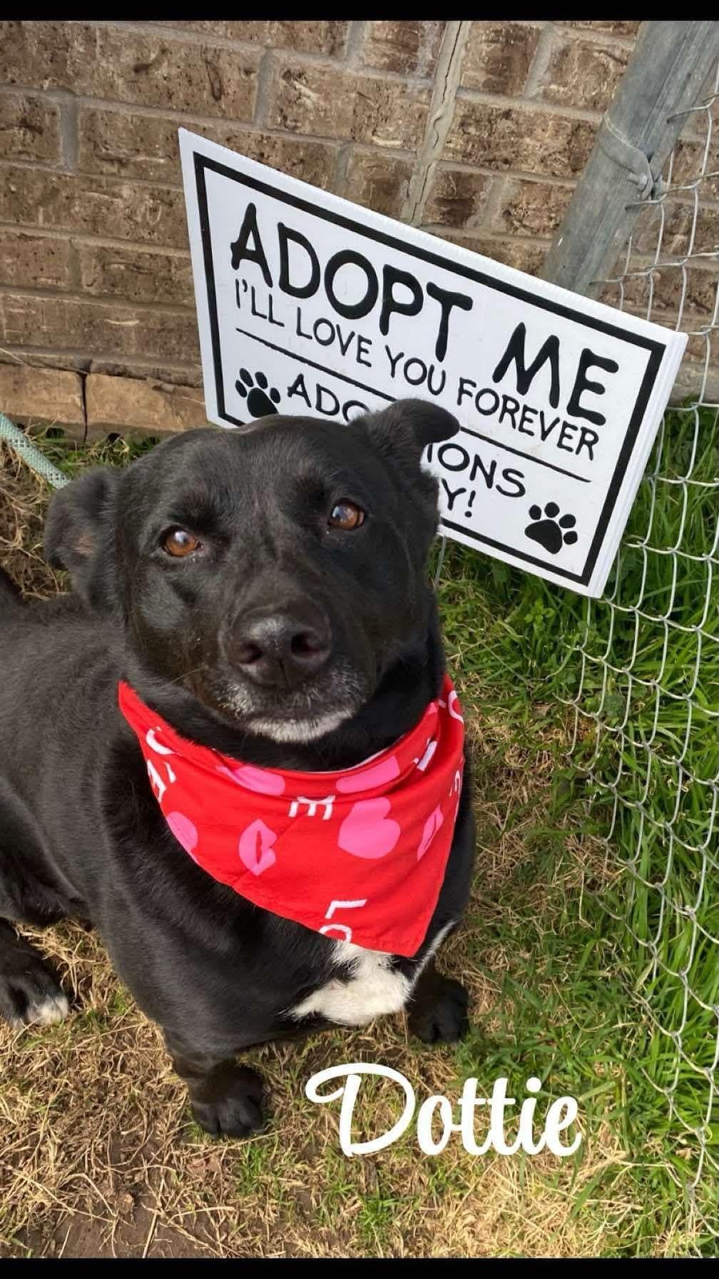 Enlarge Dottie, a Adoptable mixed breed in Denison, TX image 1/2