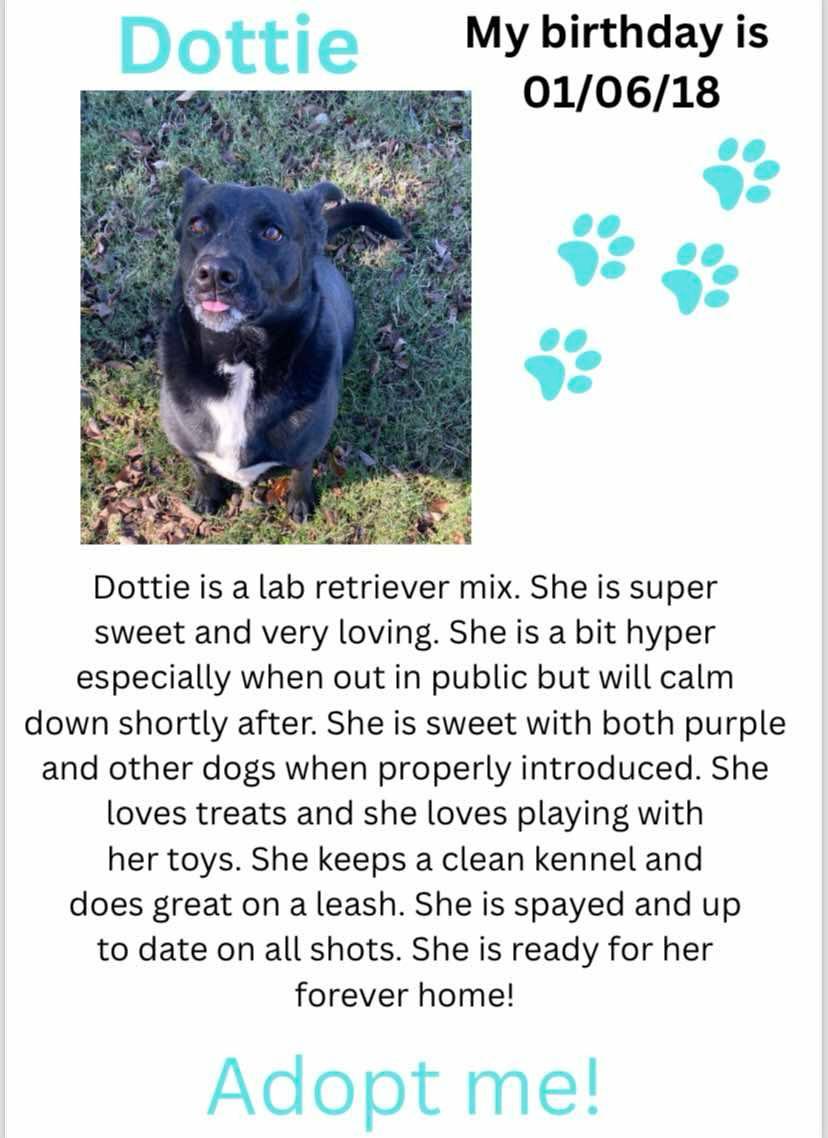 Enlarge Dottie, a Adoptable mixed breed in Denison, TX image 2/2
