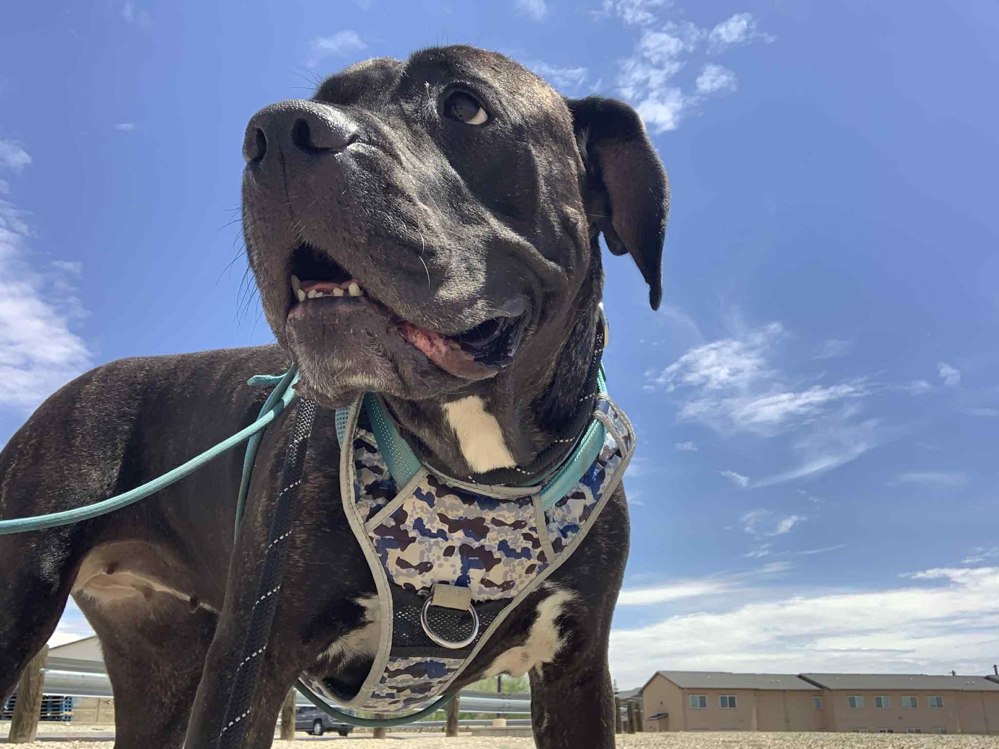 Bellini, a Adoptable mixed breed in Madison, WI image 4/5