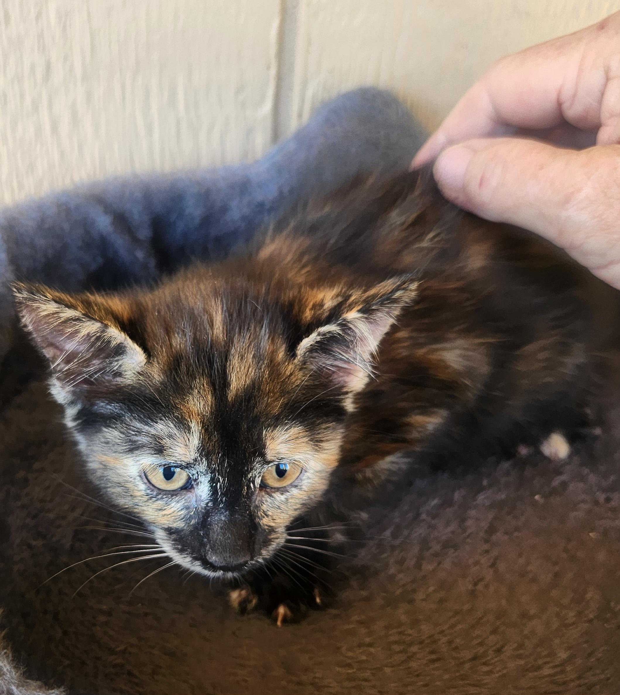 Betty, a ADOPTABLE Domestic Medium Hair in Yarnell, AZ image 1/2