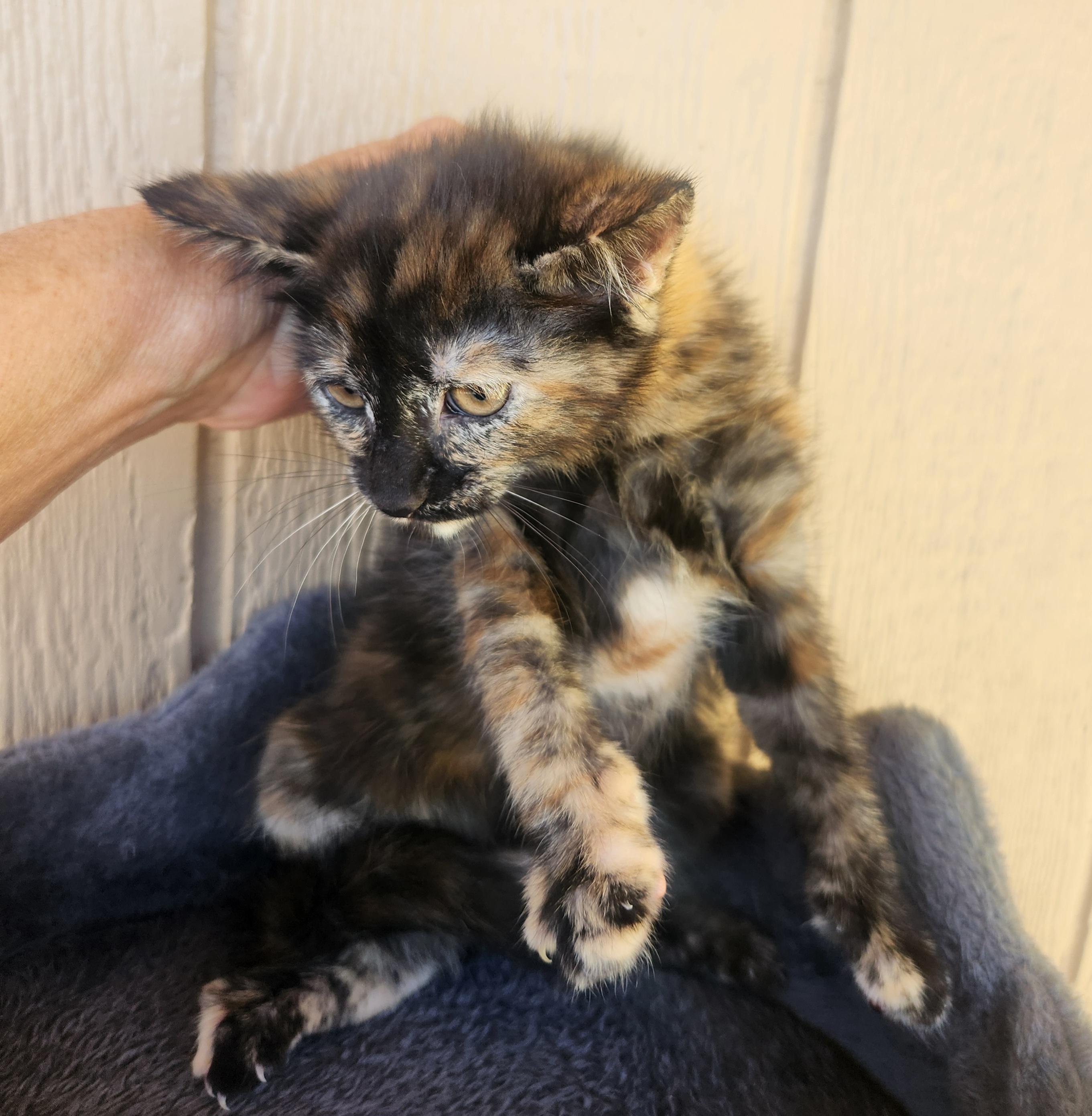 Betty, a ADOPTABLE Domestic Medium Hair in Yarnell, AZ image 2/2