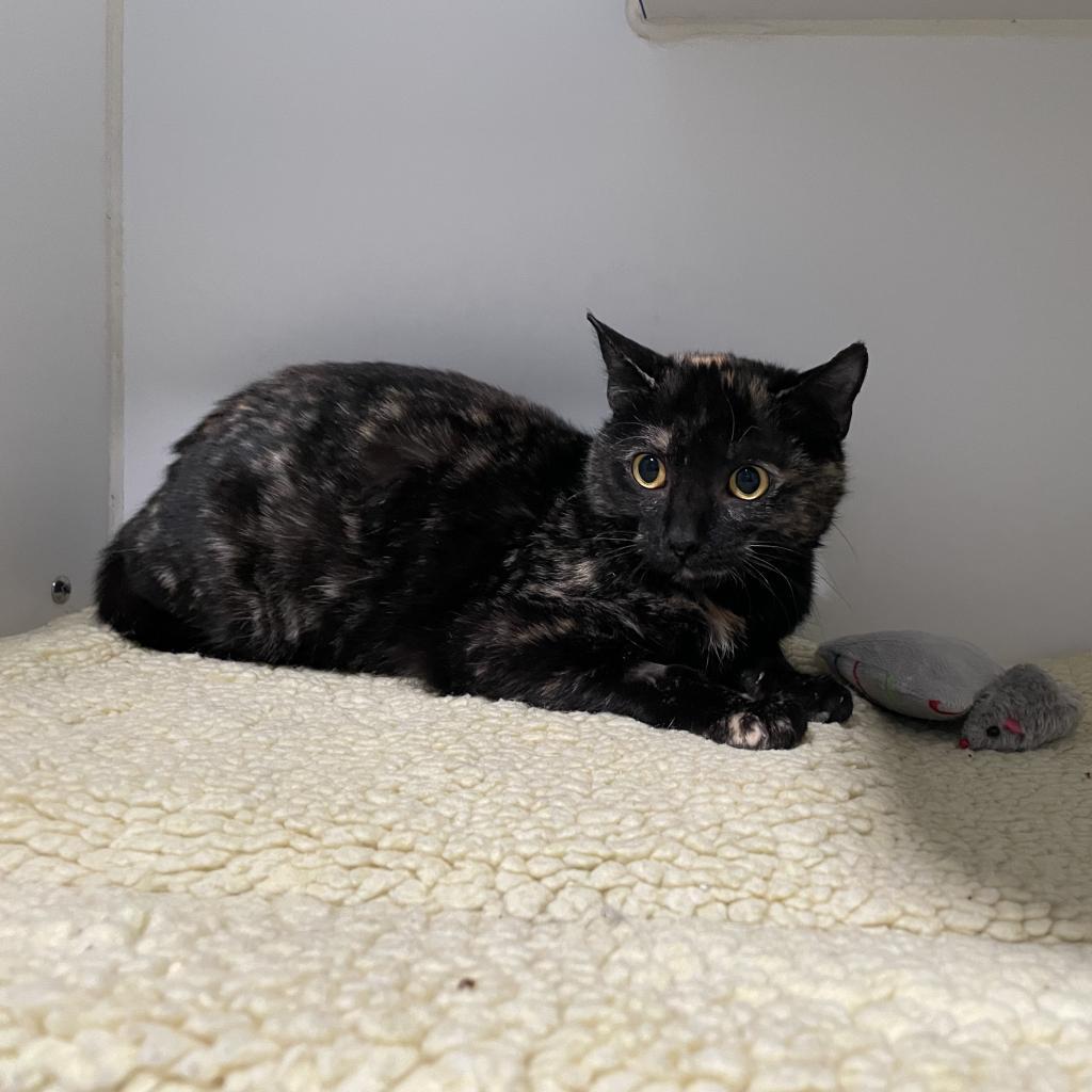 Phoenix, Adoptable, Adult Female Domestic Short Hair.