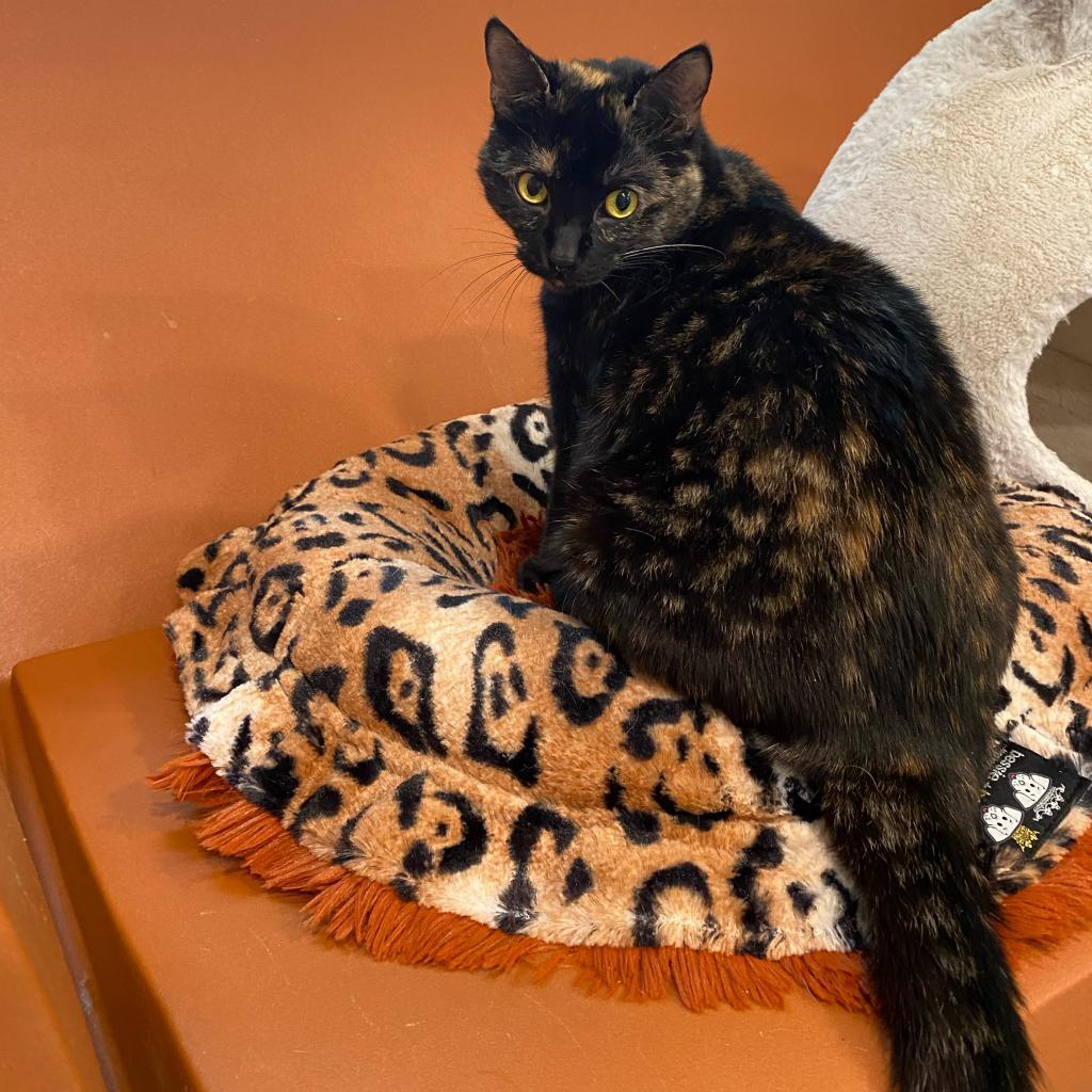 Enlarge Phoenix, a Adoptable Domestic Short Hair in Oyster Bay, NY image 2/6