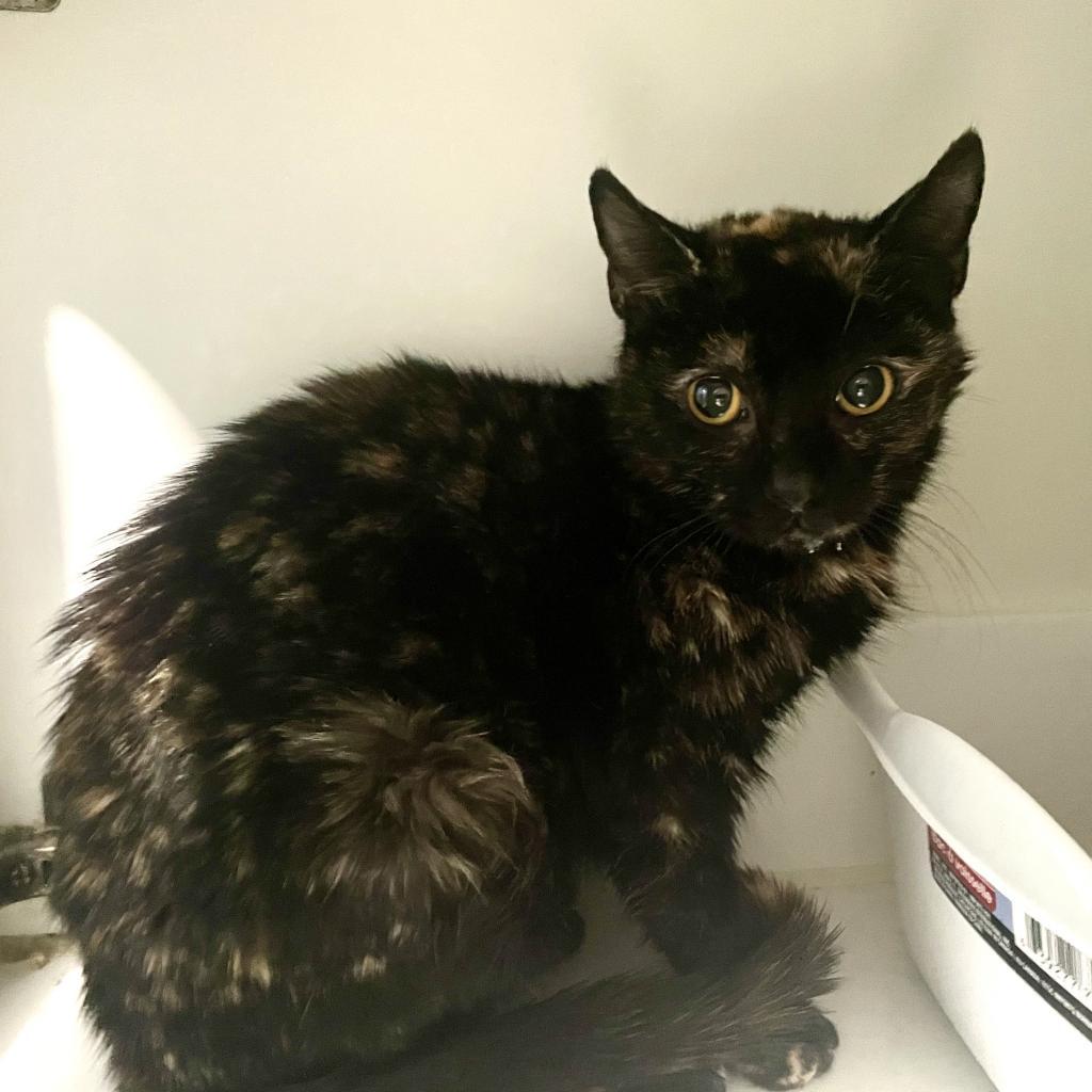 Enlarge Phoenix, a Adoptable Domestic Short Hair in Oyster Bay, NY image 3/6