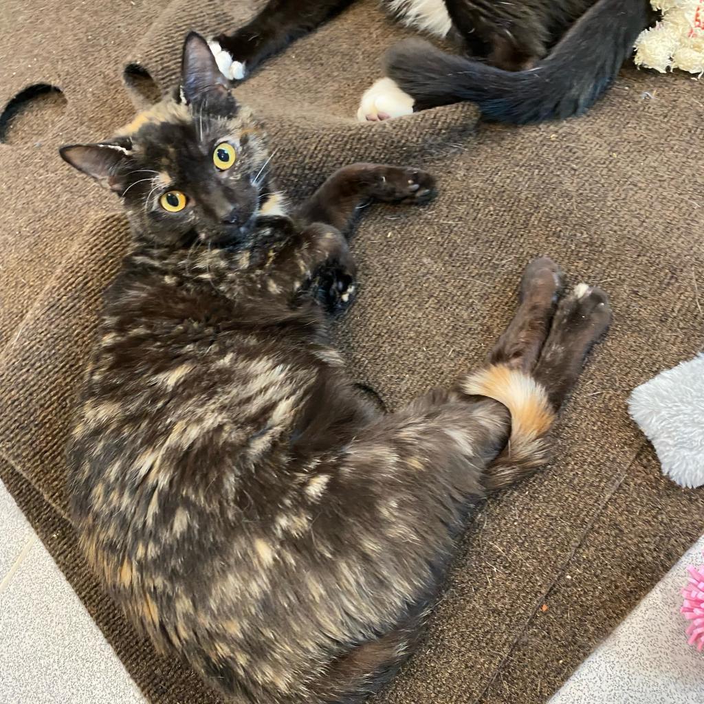 Enlarge Phoenix, a Adoptable Domestic Short Hair in Oyster Bay, NY image 4/6