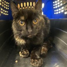 Enlarge Phoenix, a Adoptable Domestic Short Hair in Oyster Bay, NY image 5/6