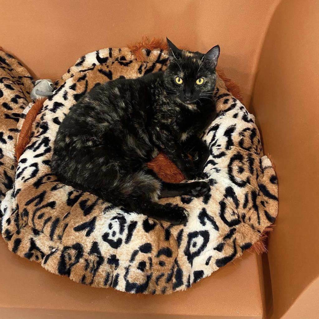 Enlarge Phoenix, a Adoptable Domestic Short Hair in Oyster Bay, NY image 6/6