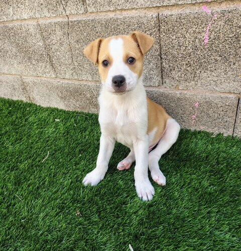 Enlarge Oscar, a Adoptable mixed breed in Henderson, NV image 1/5