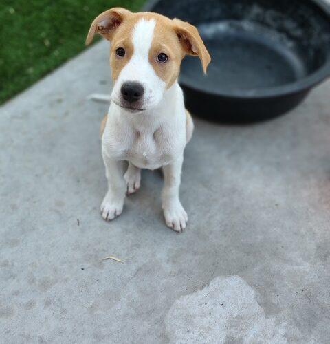 Enlarge Oscar, a Adoptable mixed breed in Henderson, NV image 2/5