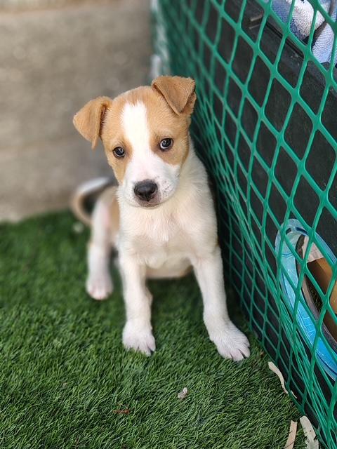 Enlarge Oscar, a Adoptable mixed breed in Henderson, NV image 3/5