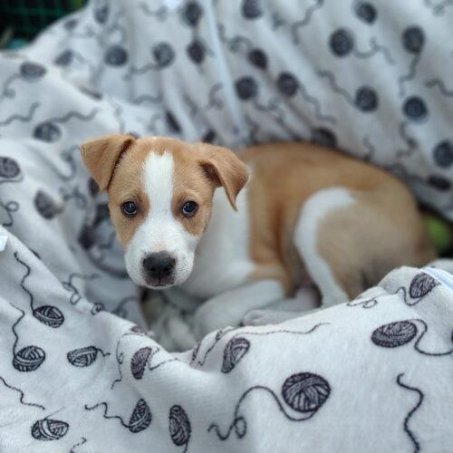 Enlarge Oscar, a Adoptable mixed breed in Henderson, NV image 4/5