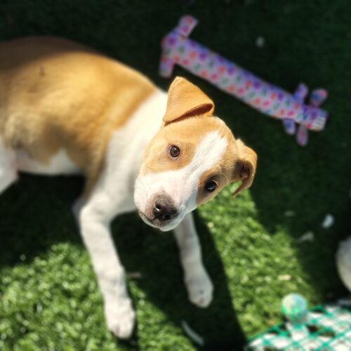 Enlarge Oscar, a Adoptable mixed breed in Henderson, NV image 5/5